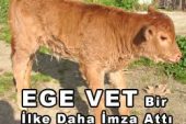 Ülkemizde Embriyo Transferiyle İlk Buzağı