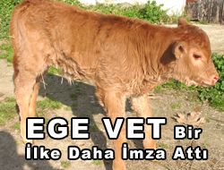 Ülkemizde Embriyo Transferiyle İlk Buzağı