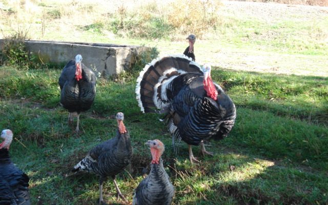 Ülkemizde Mera Tipi ve Fabrikasyon Hindi Yetiştiriciliği