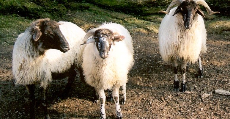 Çine Çaparı
