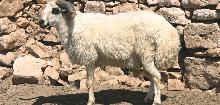 Dağlıç