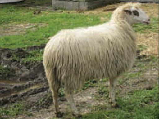 Kama Kuyruk Koyunu