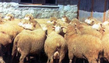 Orta Anadolu Merinos Koyun Irkı