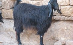 Kilis Keçisi