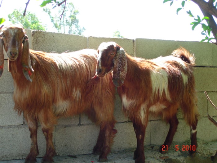 halep-kecisi-16