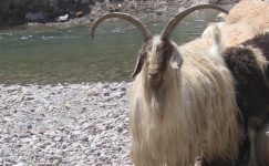 Norduz Keçisi