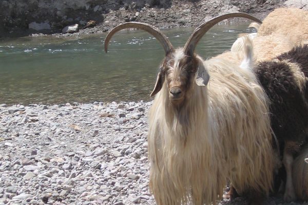 Norduz Keçisi