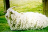 Tiftik Keçisi (Ankara Keçisi veya Angora Keçisi)