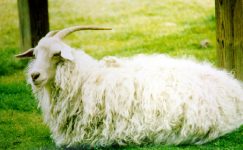 Tiftik Keçisi (Ankara Keçisi veya Angora Keçisi)