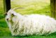 Tiftik Keçisi (Ankara Keçisi veya Angora Keçisi)