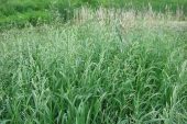 Kılçıksız Brom (Bromus İnermis) Yetiştiriciliği