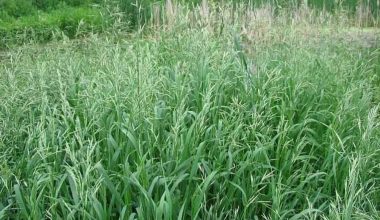 Kılçıksız Brom (Bromus İnermis) Yetiştiriciliği