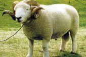 Exmoor Horn Koyun Irkı