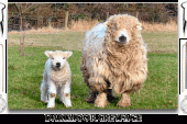 GreyFace Dartmoor Koyunu