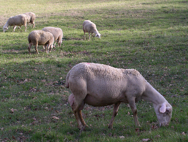 Lacaune sheep