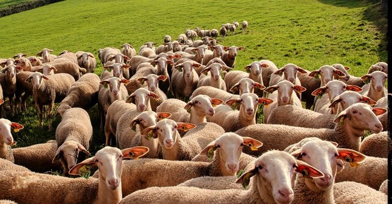 Lacaune Koyunu Ve Irk Özellikleri