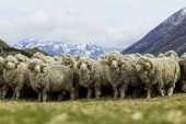 Merinos Koyunu