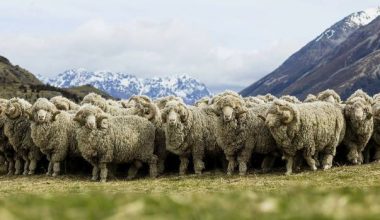 Merinos Koyunu