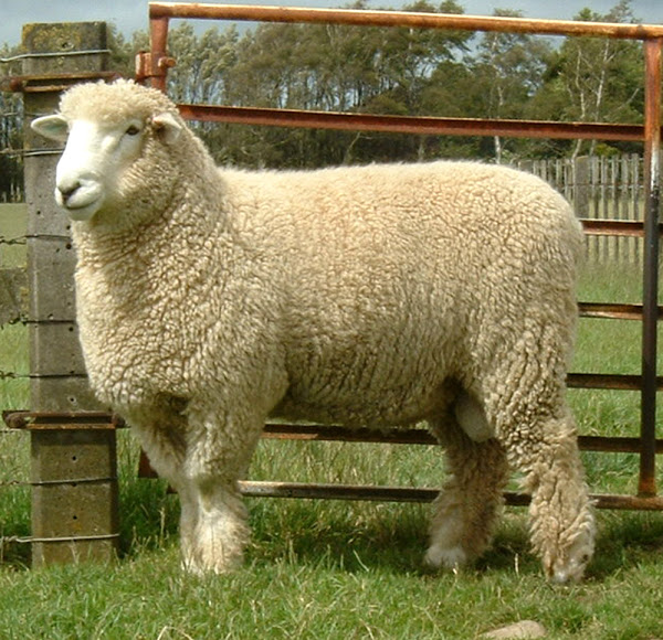 Romney Sheep