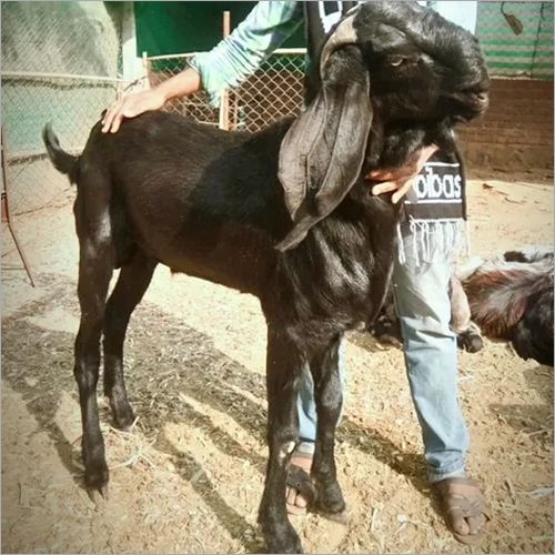 Beetal-Goat