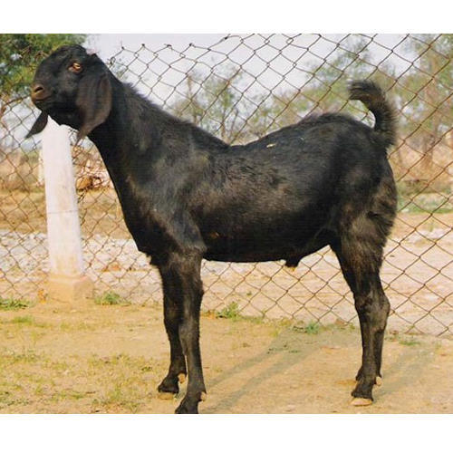 beetal-goat