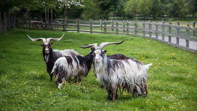 Chevre Des Fosses Keçisi