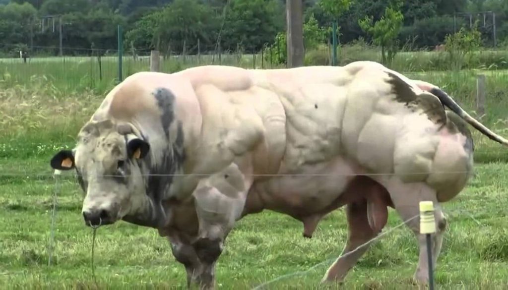 Belgian Blue