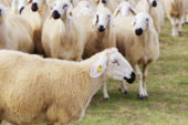 Kangal Akkaraman Koyunu
