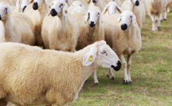 Kangal Akkaraman Koyunu