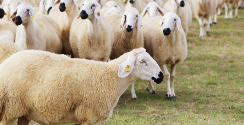 Kangal Akkaraman Koyunu