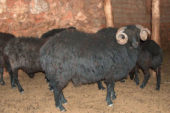 Karagül Koyunu