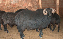 Karagül Koyunu