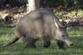 Aardvark (Yer Domuzu)