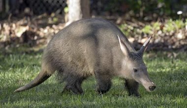 Aardvark (Yer Domuzu)