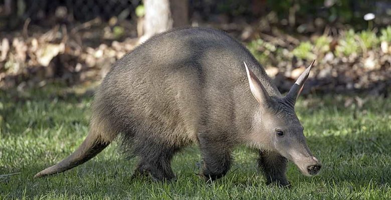 Aardvark (Yer Domuzu)
