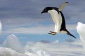 Adelie Pengueni