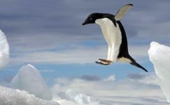 Adelie Pengueni