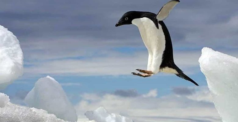 Adelie Pengueni