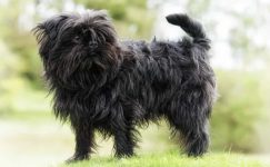 Affenpinscher Köpek Irkı