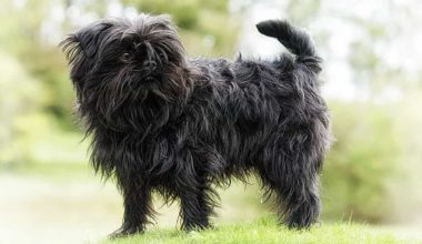 Affenpinscher Köpek Irkı