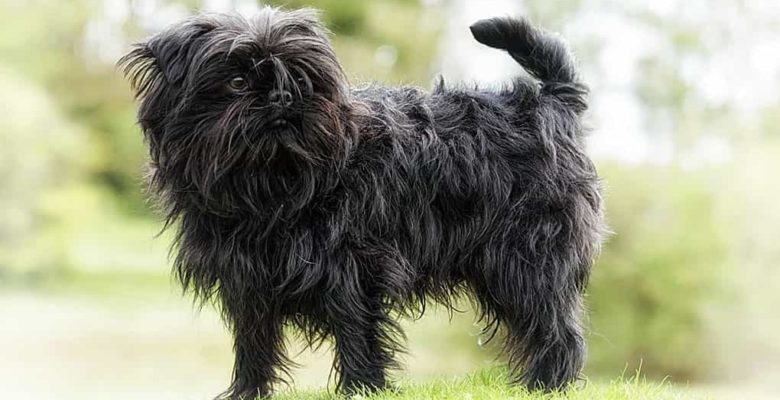 Affenpinscher Köpek Irkı