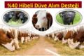 2019 Yılı Düve Alım Desteklemeleri