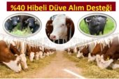 2019 Yılı Düve Alım Desteklemeleri