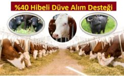 2019 Yılı Düve Alım Desteklemeleri