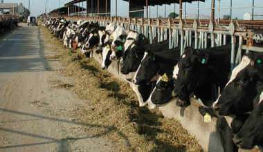 Sığırların Beslenmesinde Silaj Kullanımı