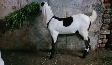 Jamnapari Keçisi