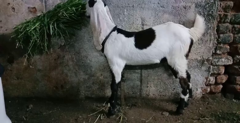 Jamnapari Keçisi