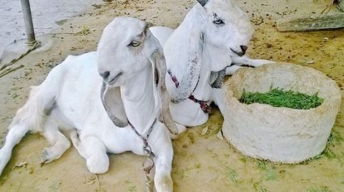 jamnapari