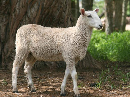 Targhee Sheep