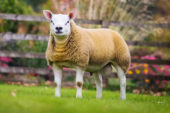 Texel (Teksel) Koyunu ve Özellikleri